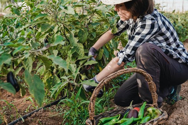 Quelles sont les informations à connaître sur le mode de fonctionnement des coopératives agricoles ?